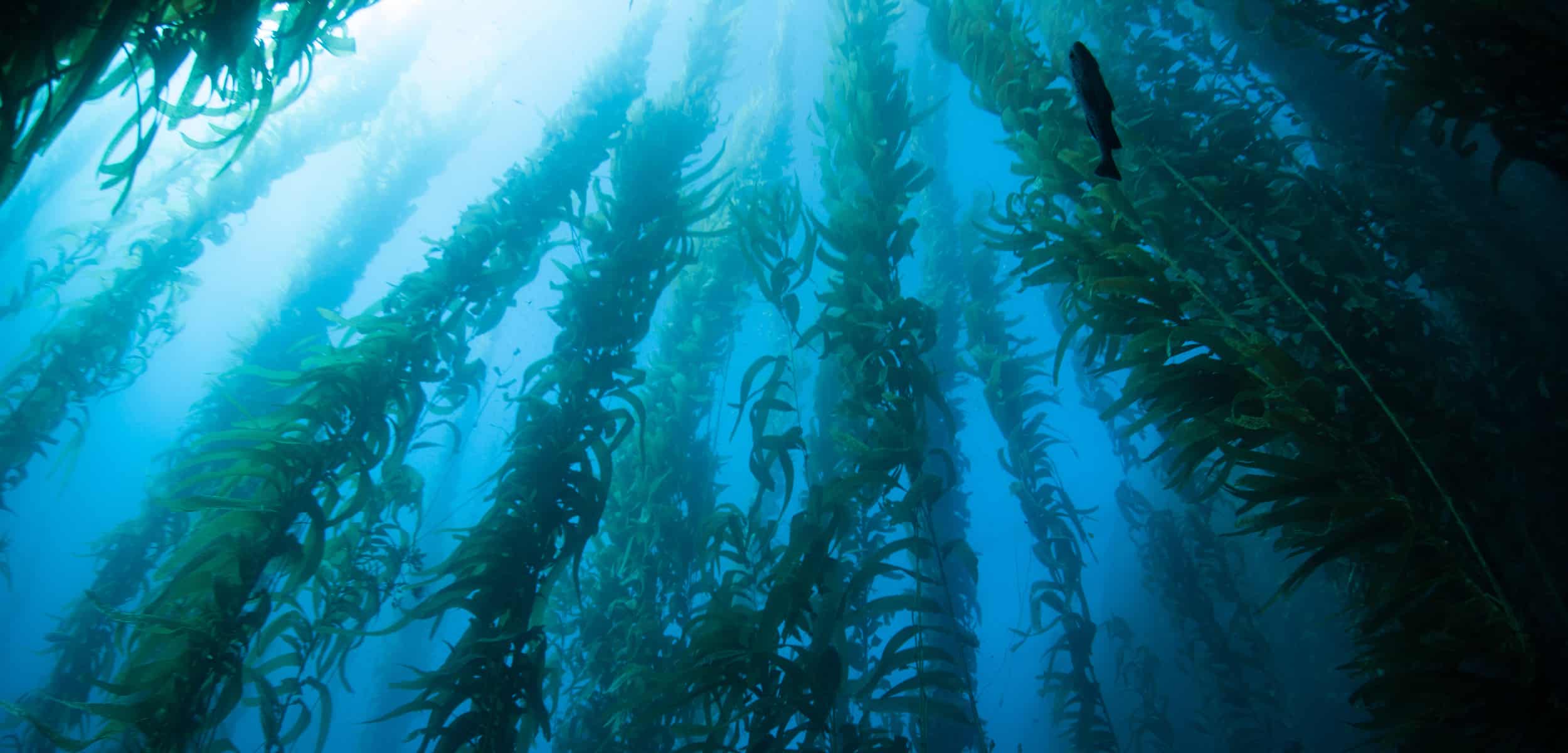 Blue Bioeconomy Forum