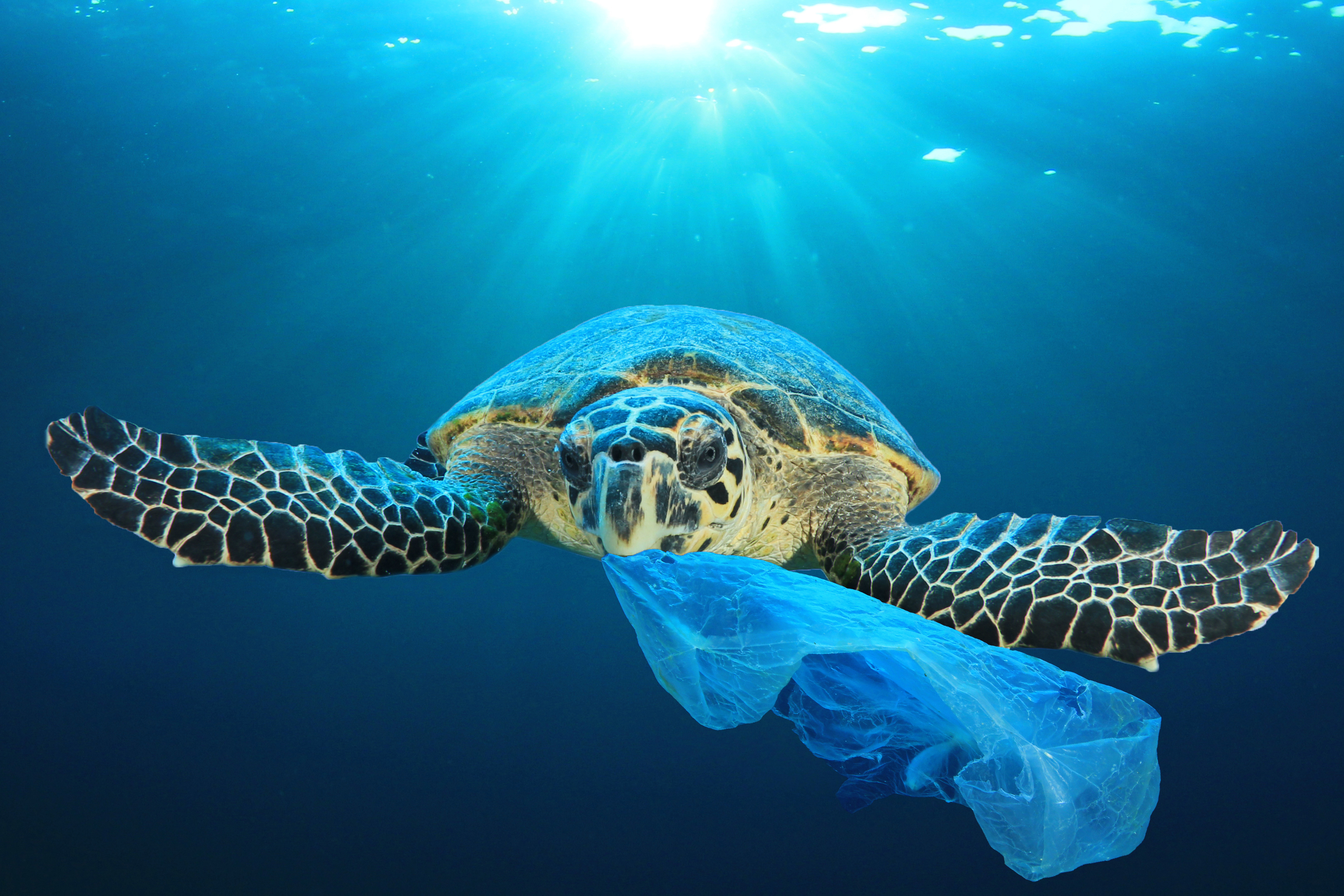 Launch of the “Mission Restore our Ocean and Waters” Implementation Platform  