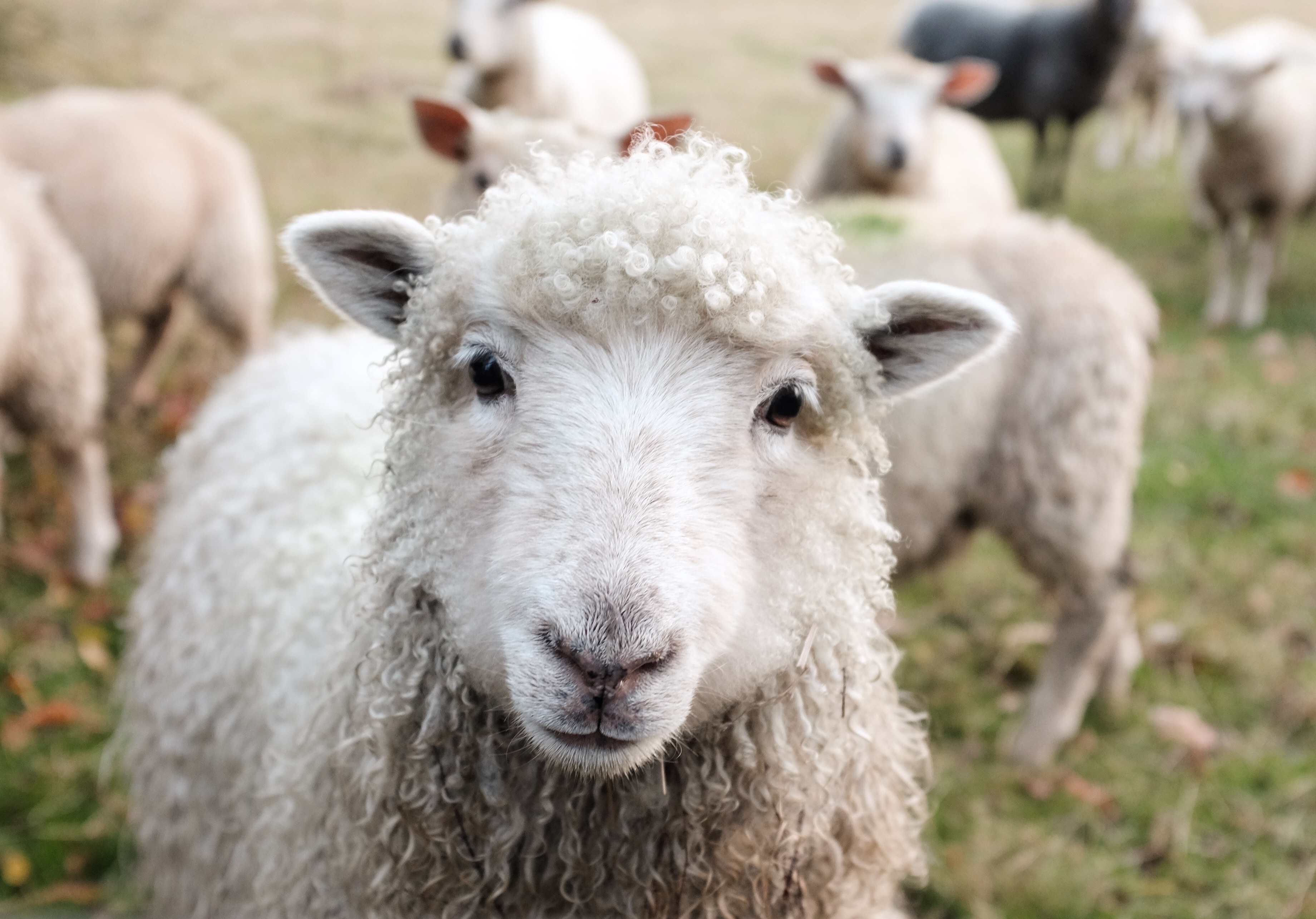 Flemish Action Plan for the Reduction of Animal Testing